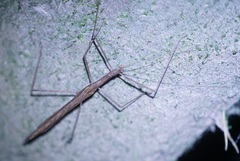 Sipyloidea larryi