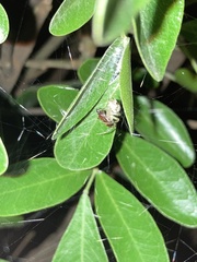 Araneus pegnia