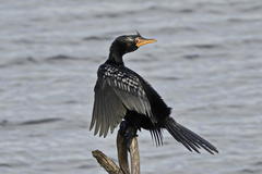 Microcarbo coronatus