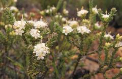 Macrostylis ramulosa