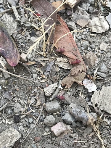 iNaturalist observation photo of Western Boxelder Bug