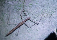 Sipyloidea larryi