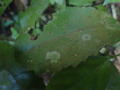 Coenogonium fallaciosum