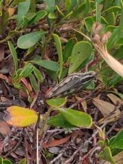 Melanoplus packardii