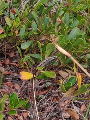 Melanoplus packardii