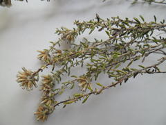 Metalasia umbelliformis