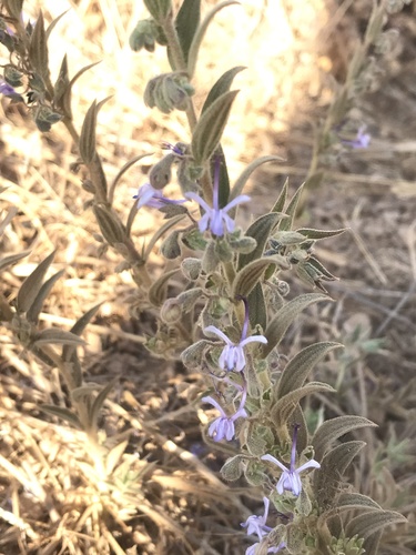 iNaturalist observation photo of Vinegar Weed