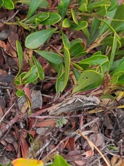 Melanoplus packardii