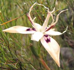 Moraea barkerae