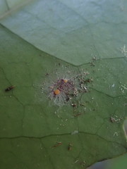 Coenogonium fallaciosum