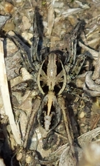 Artoriopsis melissae