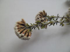 Metalasia umbelliformis