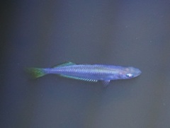 Melanotaenia splendida splendida