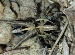 Artoriopsis melissae