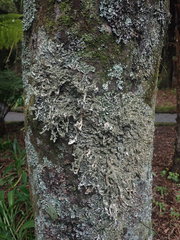 Pseudocyphellaria chloroleuca