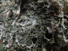 Pseudocyphellaria chloroleuca