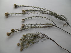 Metalasia umbelliformis