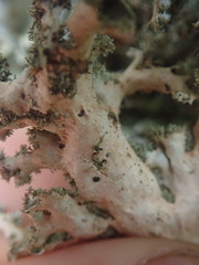 Pseudocyphellaria chloroleuca