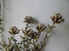 Metalasia umbelliformis
