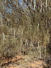 Acacia ramulosa