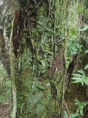 Pannaria minutiphylla