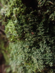 Pannaria minutiphylla