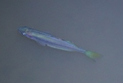 Melanotaenia splendida splendida