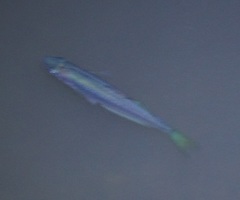 Melanotaenia splendida splendida