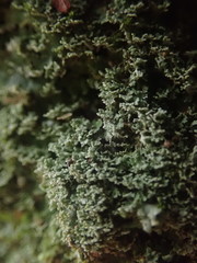 Pannaria minutiphylla