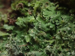 Pannaria minutiphylla