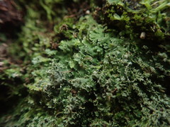 Pannaria minutiphylla