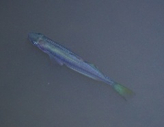 Melanotaenia splendida splendida