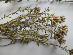 Metalasia umbelliformis