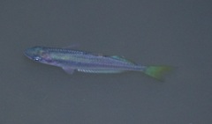 Melanotaenia splendida splendida