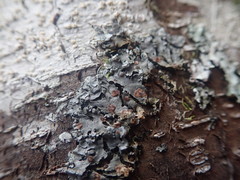 Coccocarpia erythroxyli