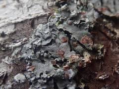 Coccocarpia erythroxyli