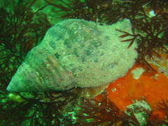 Tonnoidea
