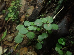 Australina pusilla pusilla