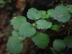 Australina pusilla pusilla