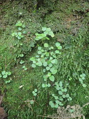 Australina pusilla pusilla