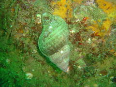 Tonnoidea