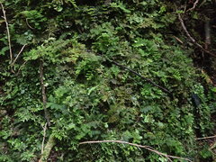 Thuidium laeviusculum