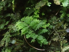 Thuidium laeviusculum