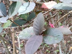 Graptophyllum