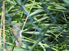 Phylloscopus sindianus