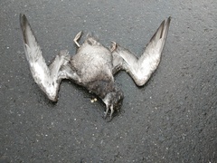 Ardenna tenuirostris