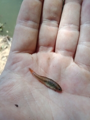 Hypseleotris