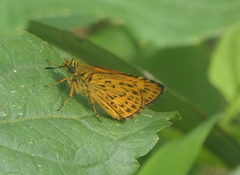 Ampittia virgata