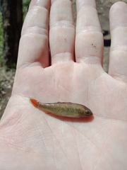 Hypseleotris galii