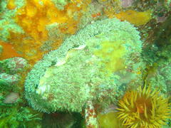 Haliotis midae